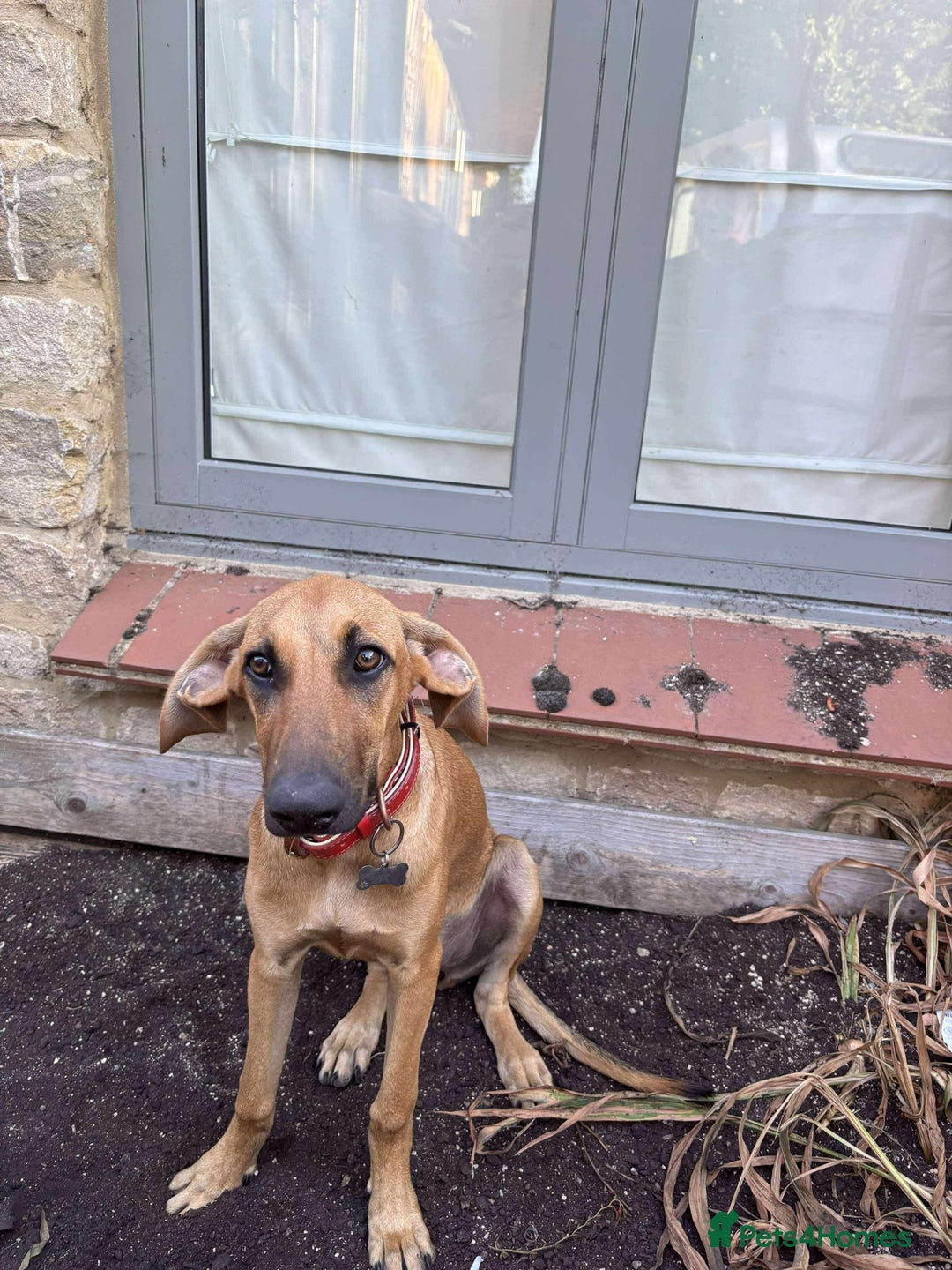 Mixed Breed dogs for adoption: Loveable Cher, is 5 months old - Image 9