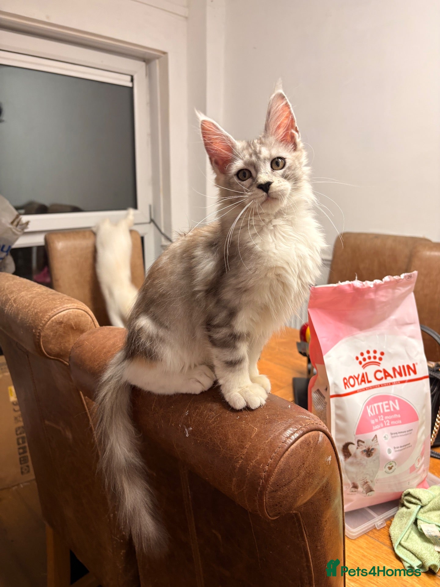 Maine Coon cats 🐾✨ MAJESTIC MAINE COON KITTENS ✨🐾 - Advert 2