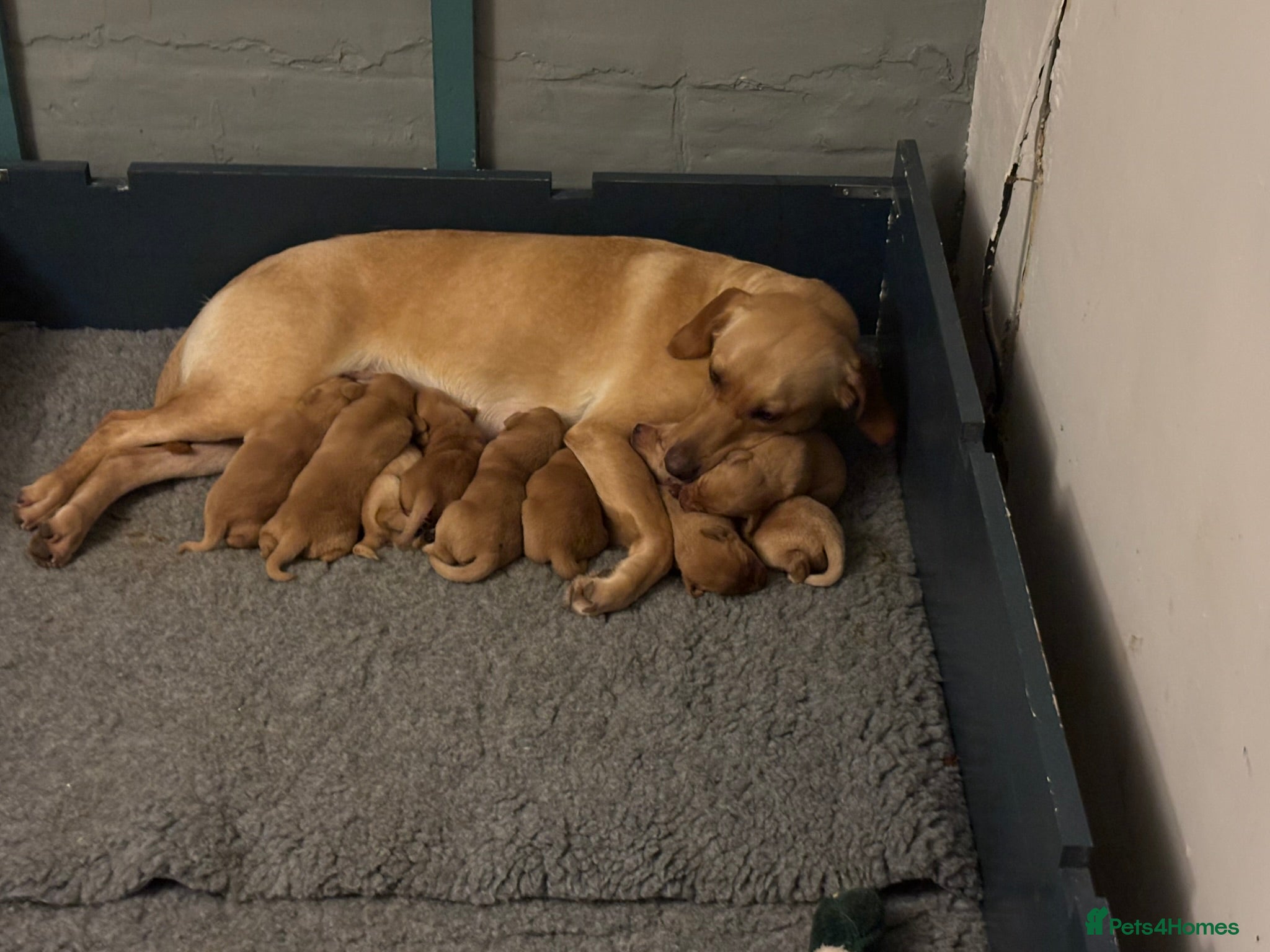 Labrador Retriever dogs 🐾 Working Fox Red Labrador Puppies for Sale!🐾 - Advert 13