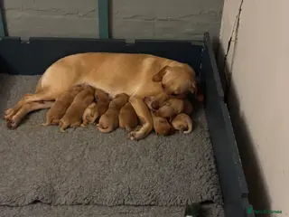 Labrador Retriever dogs 🐾 Working Fox Red Labrador Puppies for Sale!🐾 - Advert 3