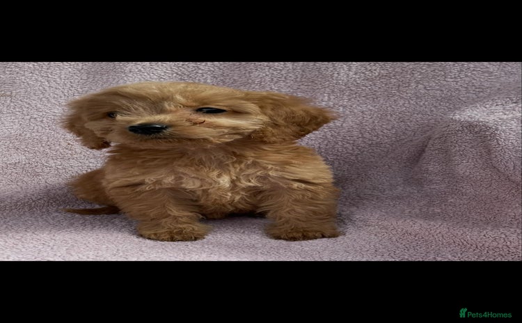 Cockapoo dogs - Advert 2