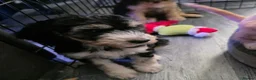 Cockapoo dogs for sale: READY NOW - 2 Gorgeous Female Cockapoo Puppies - Advert 2