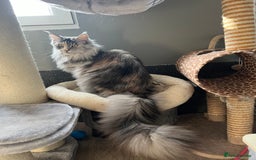 Maine Coon cats for sale: GCCF register girls  - Image 2