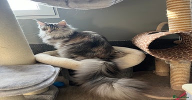Maine Coon cats - Advert 12