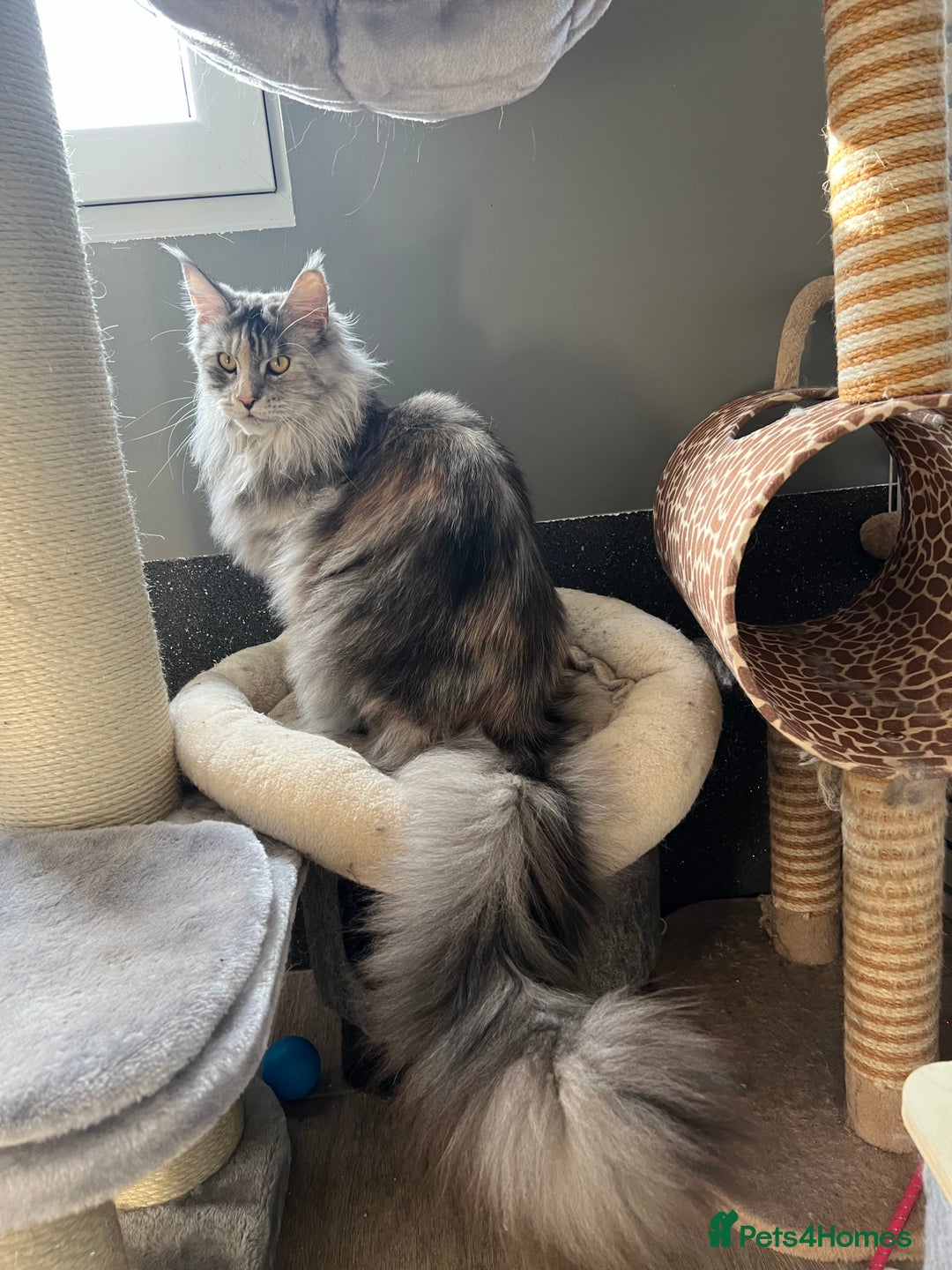 Maine Coon cats for sale: GCCF register girls  - Image 2