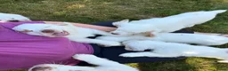 Clumber Spaniel dogs for sale: Quality Clumber Spaniel Puppies  in Malvern - Advert 3