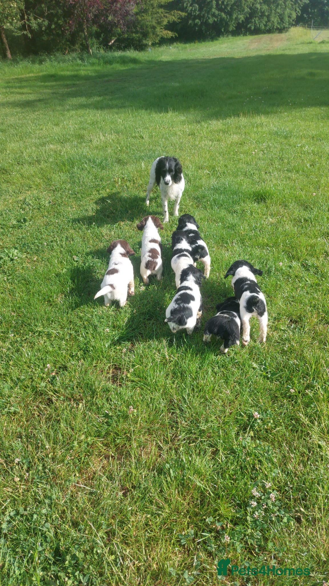 English Springer Spaniel dogs Fully health tested working springer spaniels  - Advert 2