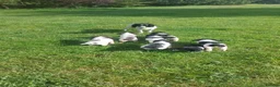 English Springer Spaniel dogs for sale: Fully health tested working springer spaniels  in Buckingham - Advert 3