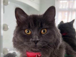 Scottish Fold cats 4 kittens 2 black and 2 grey Scottish fold kittens - Advert 8