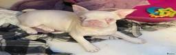 French Bulldog dogs for sale: Last Pink KC registered French Bulldog puppy - Advert 1