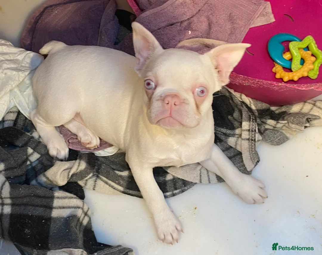 French Bulldog dogs for sale: Last Pink KC registered French Bulldog puppy - Advert 1