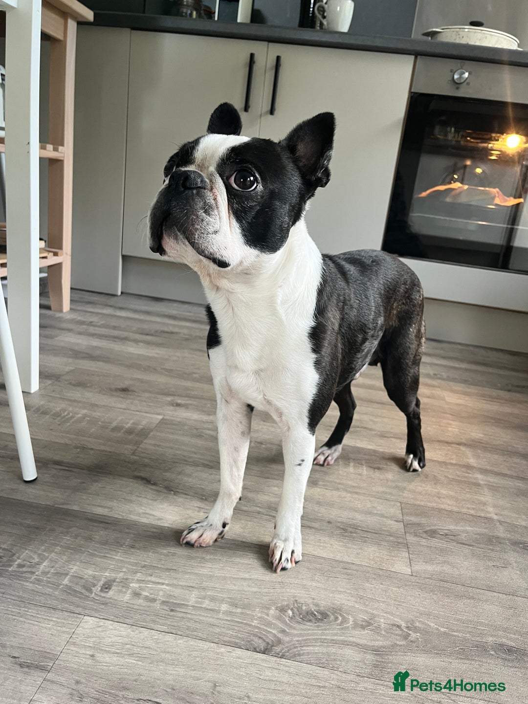 Boston Terrier dogs for stud: KC Boston Terrier for Stud - Image 2