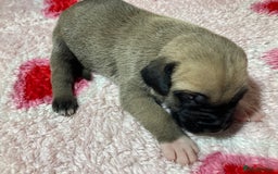 Mixed Breed dogs for sale: Presa Canario x Boerboel Puppies in Bromley - Image 1