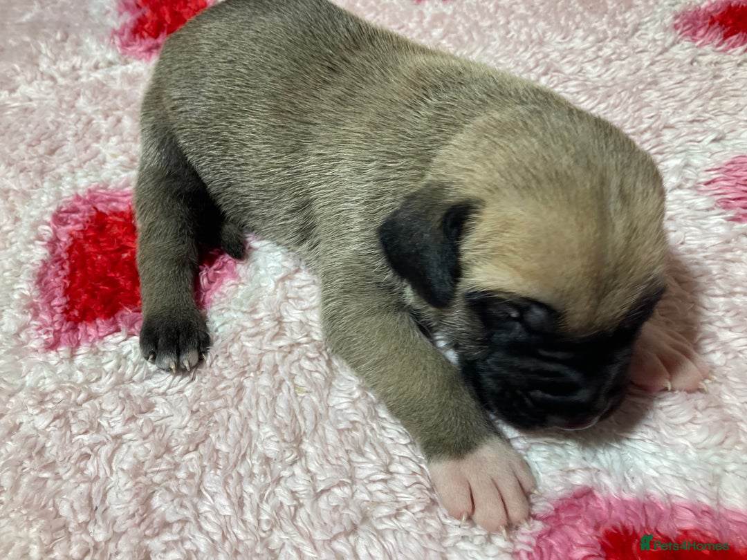 Mixed Breed dogs for sale: Presa Canario x Boerboel Puppies in Bromley - Image 1