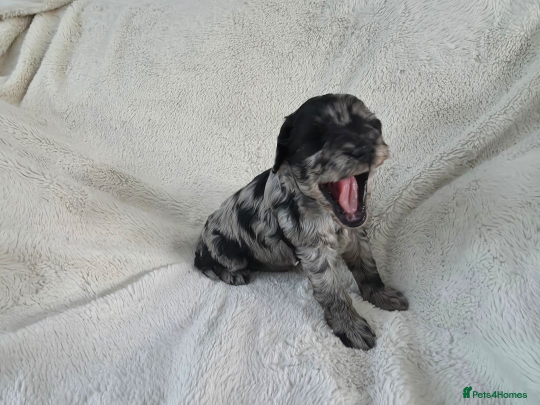 Schnoodle dogs for sale: 3 Stunning F2b Mearle Schnoodle Puppies - Image 16