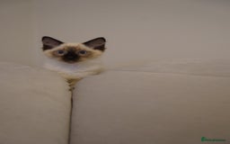 Ragdoll cats for sale: Two Ragdoll brothers  - Image 7