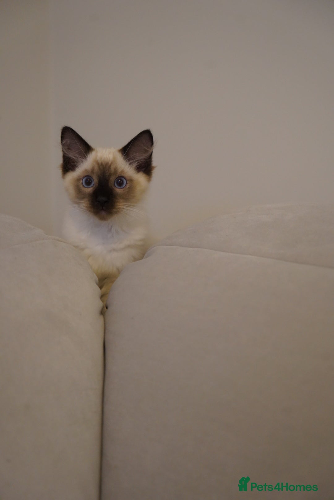 Ragdoll cats for sale: Two Ragdoll brothers  - Image 7