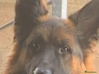 German Shepherd dogs German Shepherd x belgian malinois boy - Advert 1