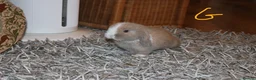 Mini Lop rabbits for sale: Mini Lop babies x 3 - Advert 16