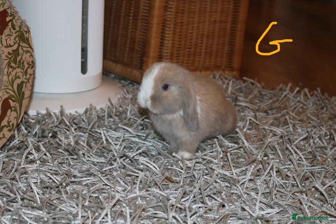 Mini Lop rabbits for sale: Mini Lop babies x 3 - Advert 16