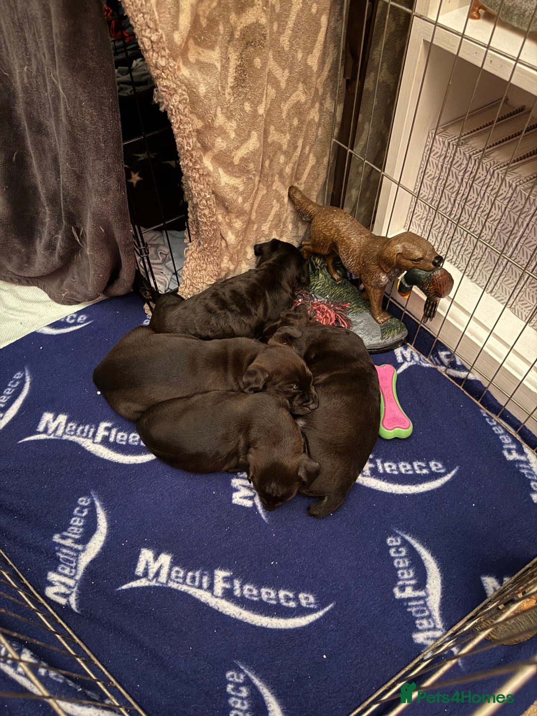 Patterdale Terrier dogs for sale: Patterdale puppies for sale. - Advert 4