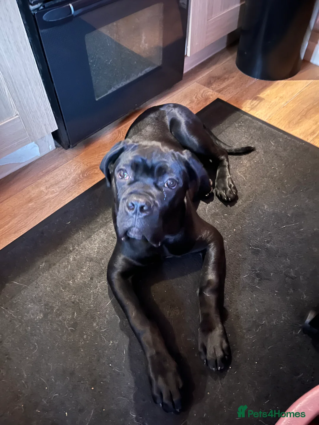 Cane Corso dogs for sale: Shadow in Leicester - Advert 2