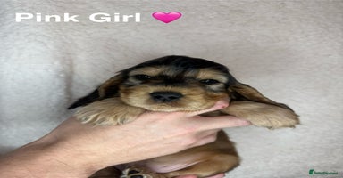 Cocker Spaniel dogs - Advert 13