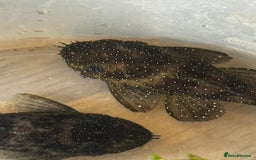 Plecos fish for sale: L Number Pleco Group for sale. - Image 4