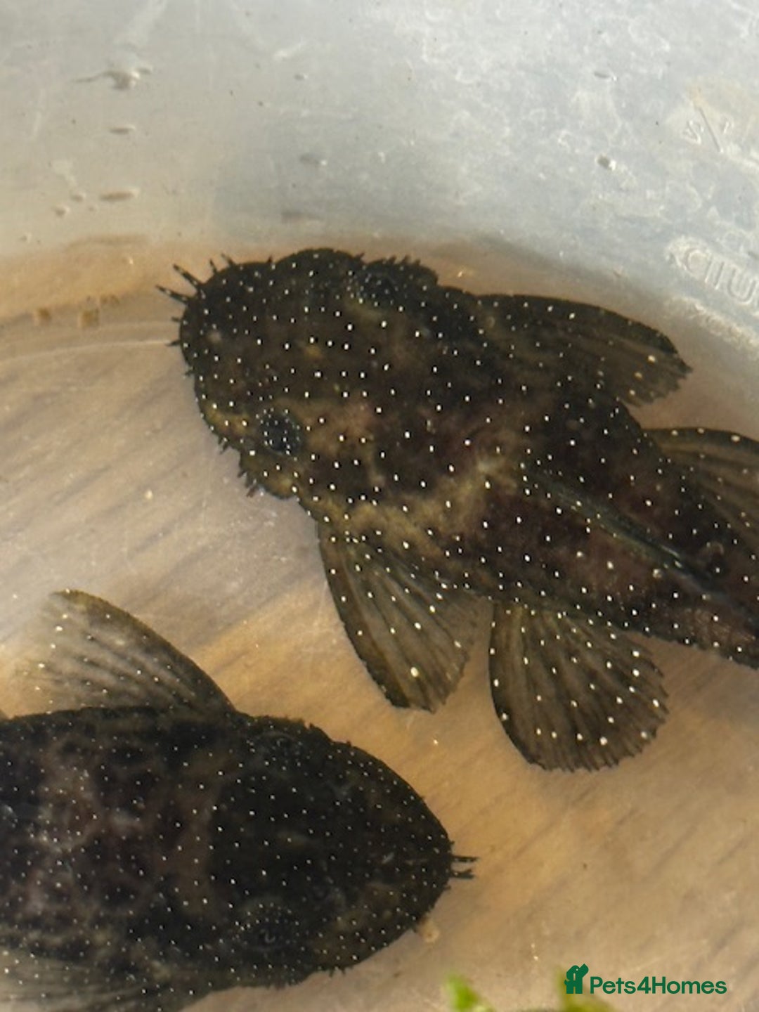 Plecos fish for sale: L Number Pleco Group for sale. - Image 4
