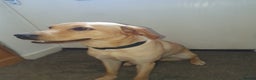 Labrador Retriever dogs for sale: Bambi - Advert 2