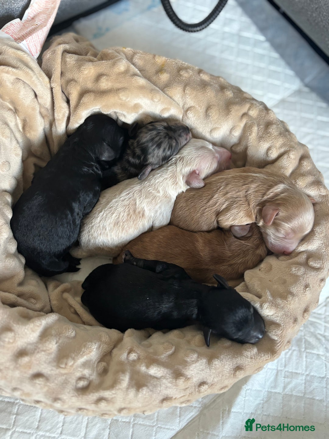 Mixed Breed dogs for sale: Cockapoo cross cavapoo - Image 1
