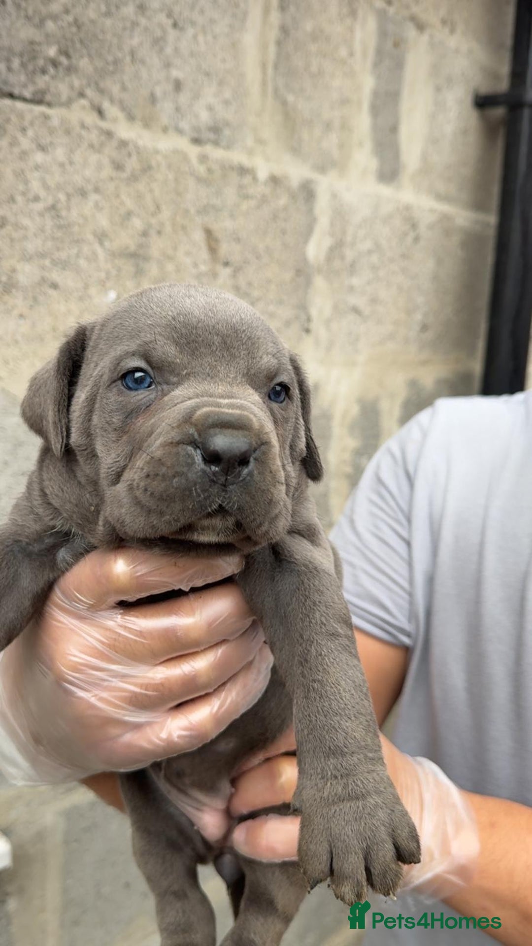 Cane Corso dogs for sale: Top Quality Purebred 8 Blue Cane Corso Puppies  - Advert 16