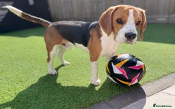 Beagle dogs for sale: Adorable & Playful - Image 1