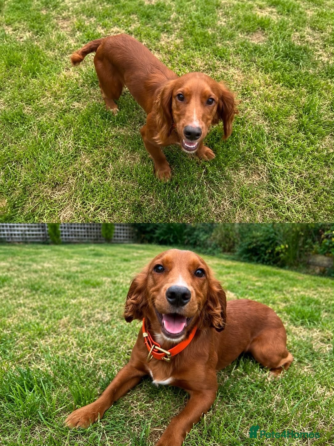 Cocker Spaniel dogs Beautiful Part Trained Red Cocker - Advert 1