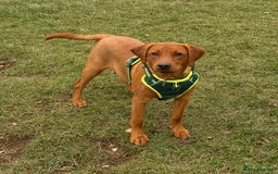 Labrador Retriever dogs for sale: 6 month - Red Fox Lab - male - Image 1