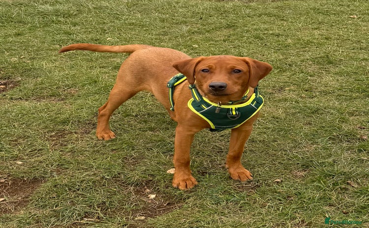 Labrador Retriever dogs - Advert 1