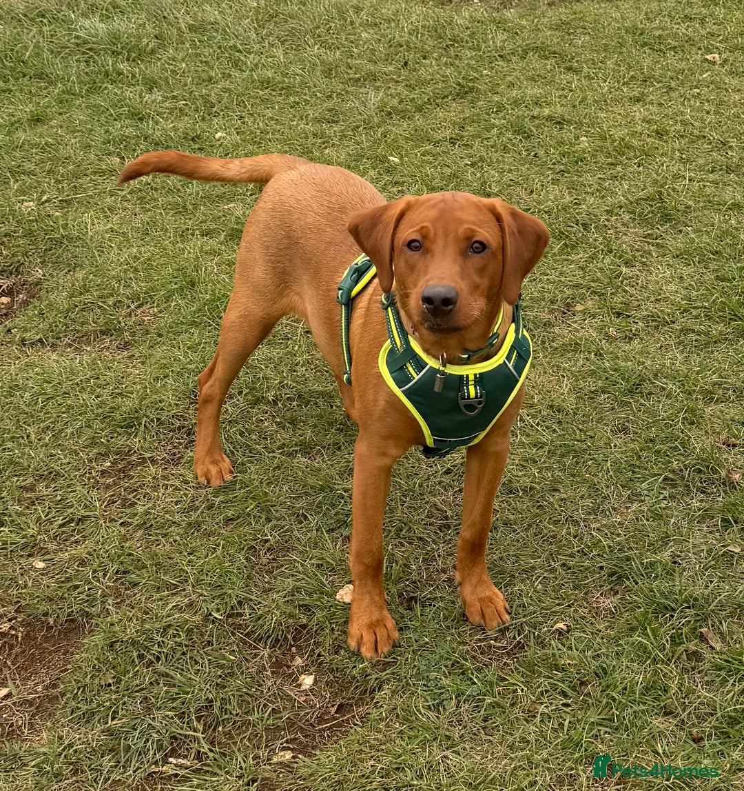 Labrador Retriever dogs for sale: 6 month - Red Fox Lab - male - Image 1