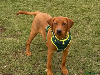 Labrador Retriever dogs for sale - Advert 1