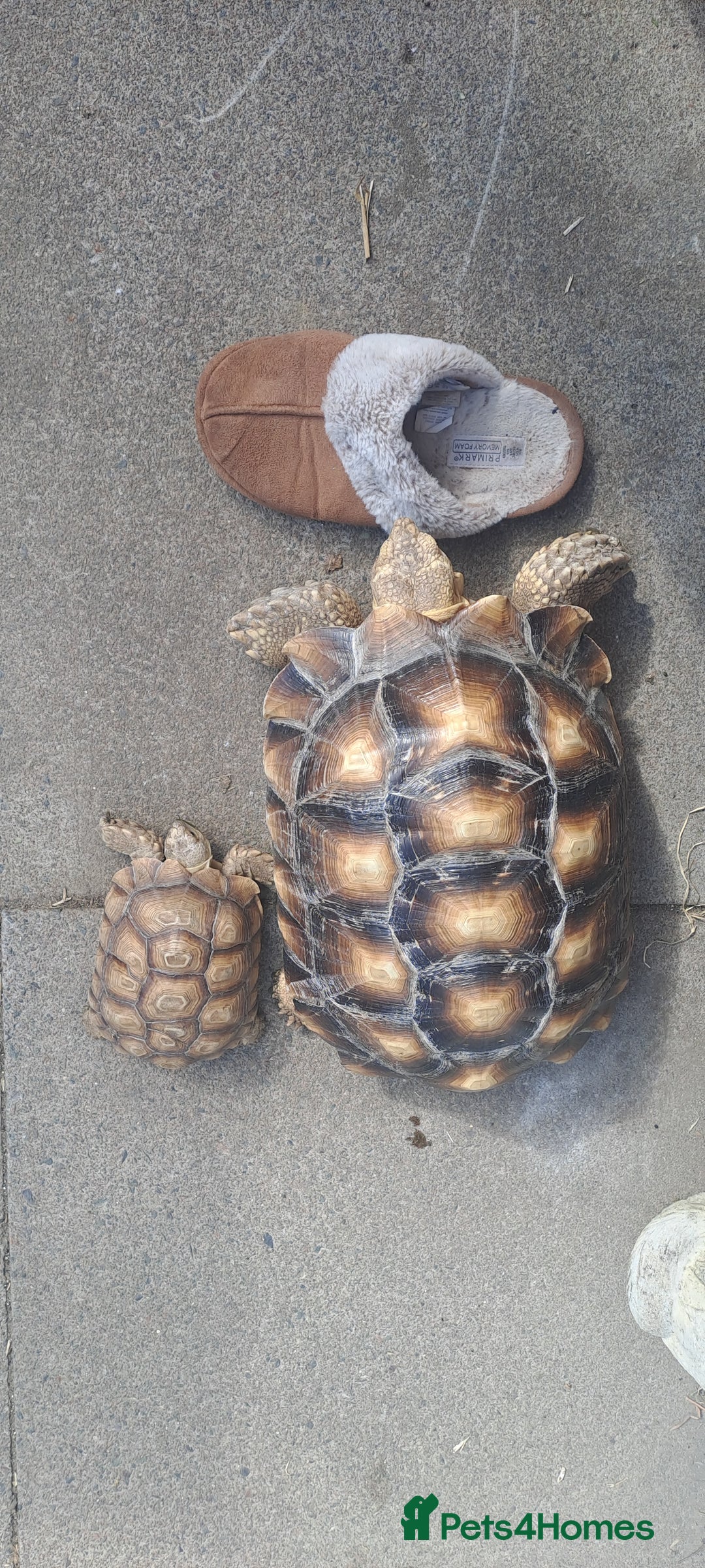 Tortoise reptiles for sale: Sulcata Tortoise  - Image 1