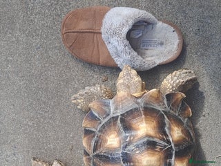 Tortoise reptiles - Advert 8