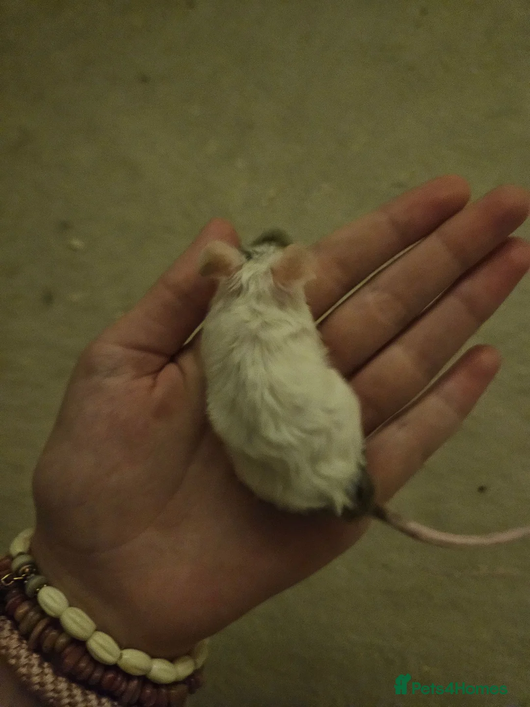 Mouse rodents for sale: Male fancy mice, need to sell quick - Advert 2