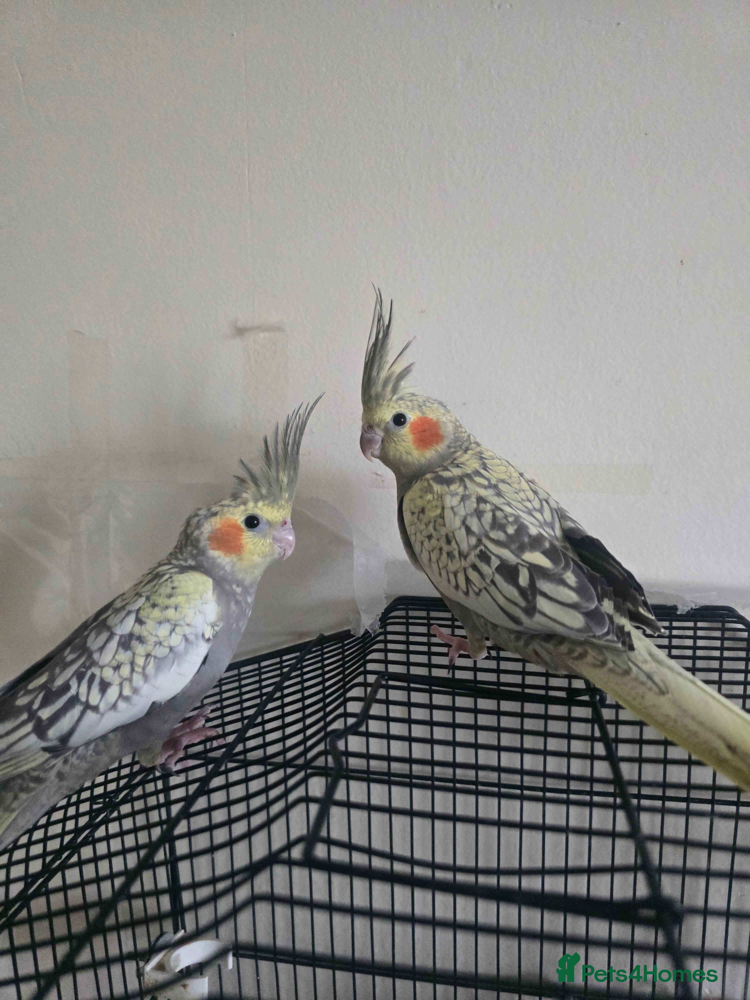 Cockatiels birds Baby cockatiels for sale  - Advert 1