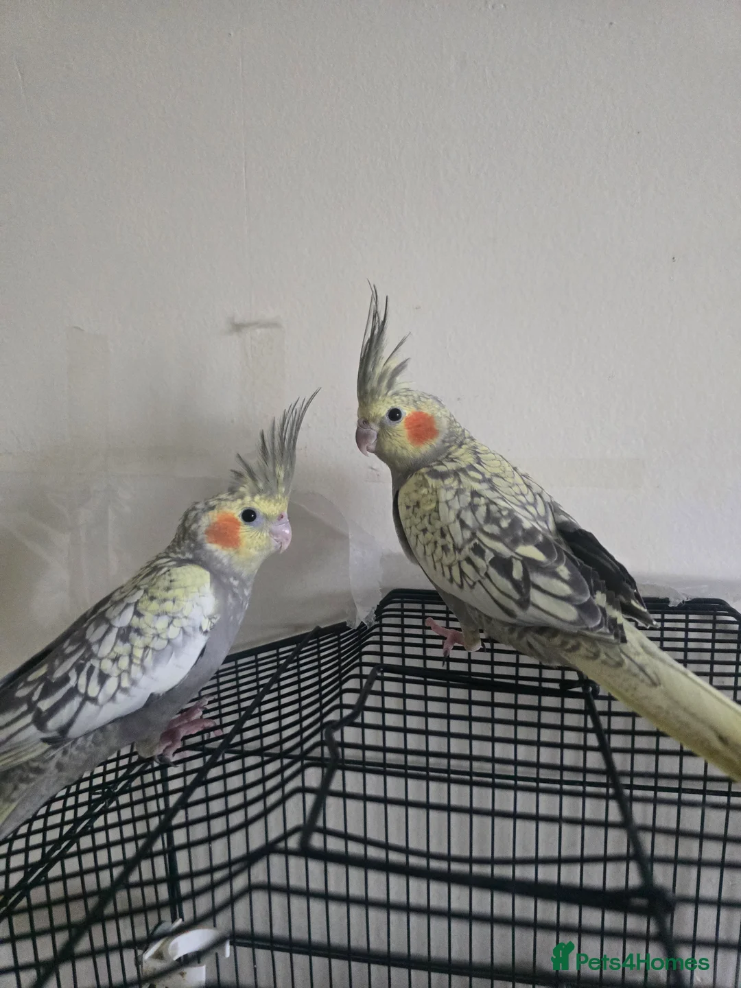 Cockatiels birds for sale: Baby cockatiels for sale  - Advert 1