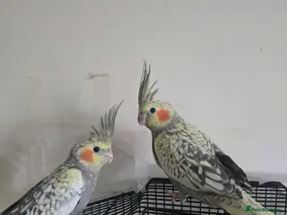 Cockatiels birds Baby cockatiels for sale - Advert 1