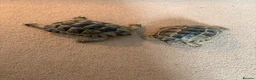 Tortoise reptiles for sale: Spur-thighed tortoises in Trowbridge - Advert 4