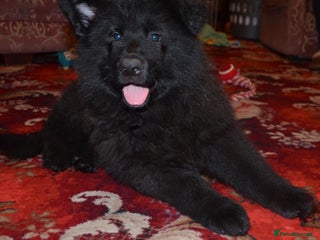 German Shepherd dogs QUALITY LARGE LONG HAIRED BLACK BOY KC REG - Advert 2