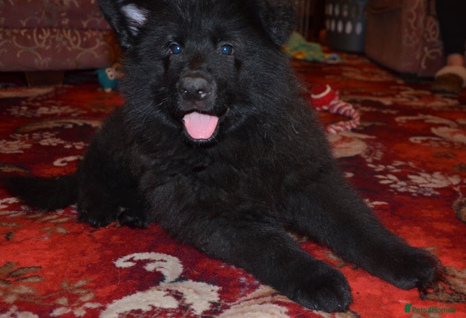 German Shepherd dogs QUALITY LARGE LONG HAIRED BLACK BOY KC REG - Advert 2