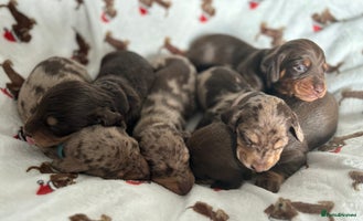 Miniature Dachshund dogs 🎄Miniature Dachshund Pups, KC Reg, PRA Clear🎄 - Advert 8