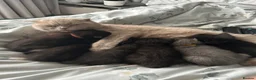 Scottish Fold cats for sale: Scottish folds and straights in Doncaster - Advert 5