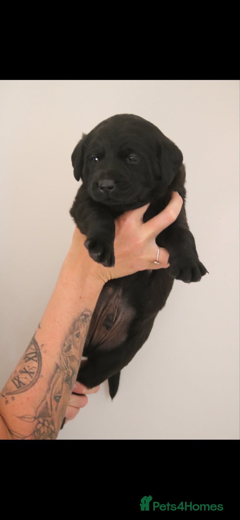 Labrador Retriever dogs Gorgeous kc registered Labrador puppies - Advert 7